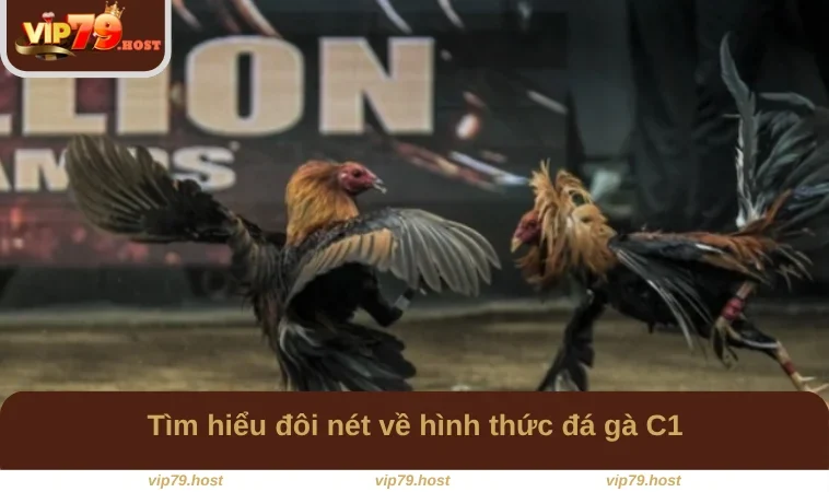 Đá Gà C1 - Chiến Trường Đấu Tranh Khốc Liệt Tại VIP79 1 Tìm hiểu đôi nét về hình thức đá gà C1