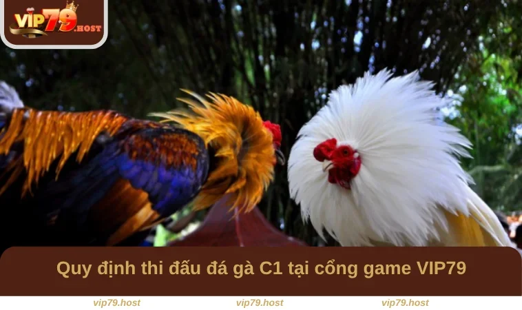Đá Gà C1 - Chiến Trường Đấu Tranh Khốc Liệt Tại VIP79 2 Quy định thi đấu đá gà C1 tại cổng game VIP79