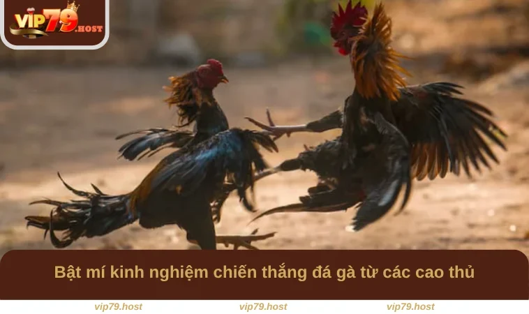 Đá Gà C1 - Chiến Trường Đấu Tranh Khốc Liệt Tại VIP79 3 Bật mí kinh nghiệm chiến thắng đá gà từ các cao thủ