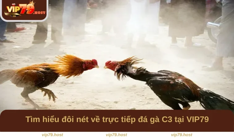 Đá Gà C3 - Trải Nghiệm Hình Thức Cá Cược Hấp Dẫn Tại VIP79 1 Tìm hiểu đôi nét về trực tiếp đá gà C3 tại VIP79