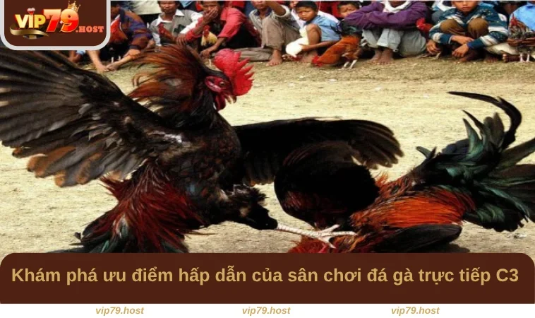 Đá Gà C3 - Trải Nghiệm Hình Thức Cá Cược Hấp Dẫn Tại VIP79 2 Khám phá ưu điểm hấp dẫn của sân chơi đá gà trực tiếp C3