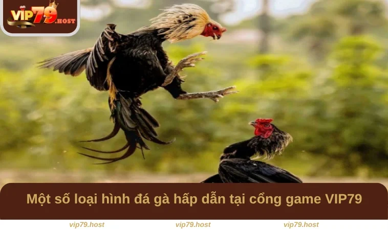 Đá Gà C3 - Trải Nghiệm Hình Thức Cá Cược Hấp Dẫn Tại VIP79 3 Một số loại hình đá gà hấp dẫn tại cổng game VIP79